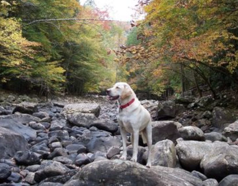 A White dog standing on rock